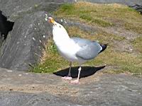 Mouette (Photo F. Mrugala) (1)